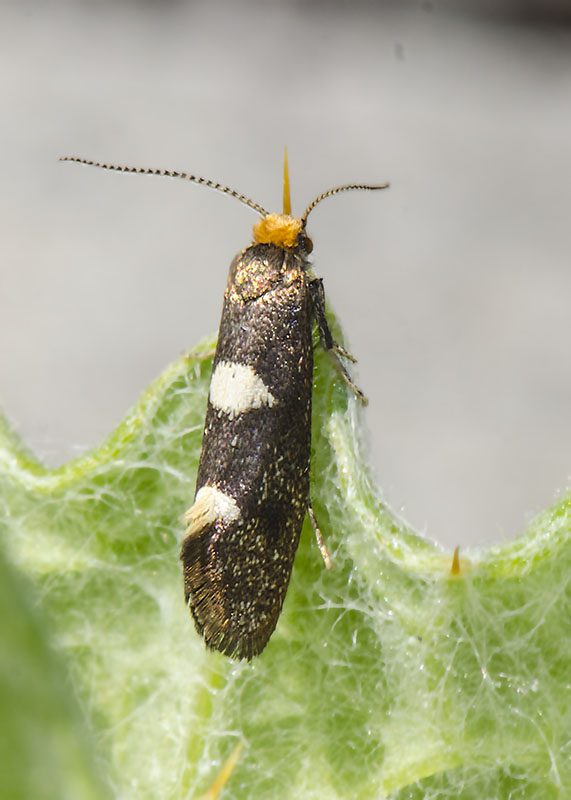 Incurvariidae - Incurvaria masculella